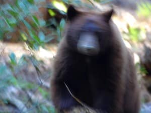 A blurry picture of a bear attacking