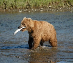Brown bear with a fish in its mouth