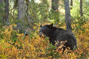 Encountering a black bear in the woods.