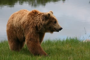 Image of a brown bear