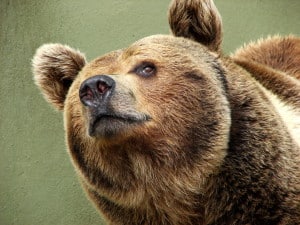 A cute brown bear